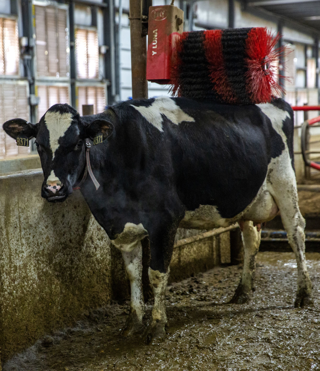 Robotic dairy